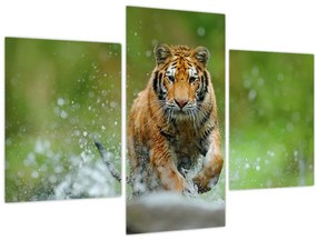 Tablou - Tigru care aleargă (90x60 cm)