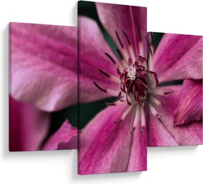 Tablou cu floarea roz de clematis (90x60 cm)