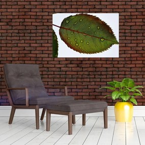 Tablou - Frunze de trandafir (90x60 cm)