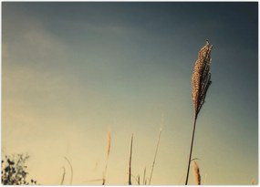 Tablou - Iarba (70x50 cm)