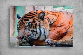 Tablouri Canvas Animale - Tigru adormit