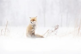 Fotografie Waiting..., Doris Reindl