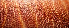 Tablou - Detaliu de textură (120x50 cm)
