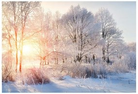 Fototapet iarna Copaci