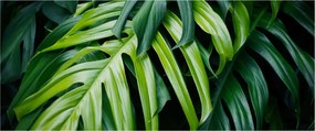 Tablou - Frunze tropicale (120x50 cm)