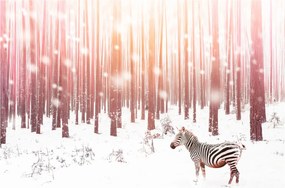 Tablou - Zebra în pădurea înzăpezită (90x60 cm)