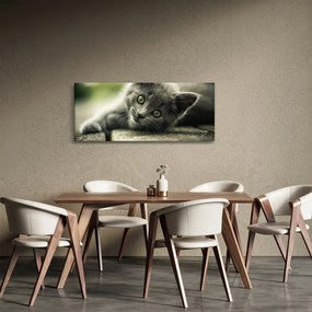 Tablou cu pisicuța (120x50 cm)