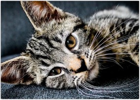 Tablou - Pisoi (70x50 cm)