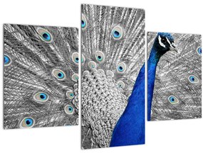 Tablou - păun albastru (90x60 cm)