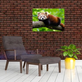 Tablou pe sticlă cu panda roșie (70x50 cm)