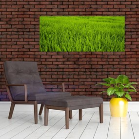 Tablou cu iaraba (120x50 cm)