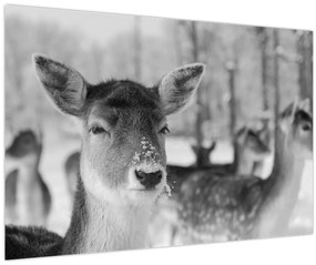 Tablou - Cerbi,alb-negru (90x60 cm)