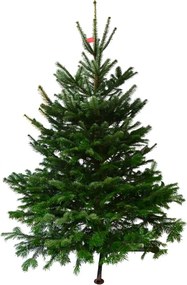 Brad natural de Craciun Nordmann Premium 150-175 cm