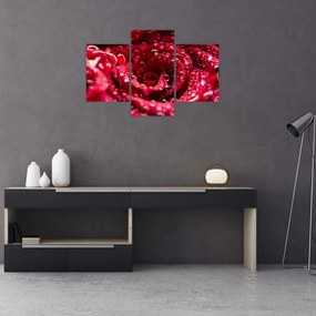 Tablou cu floarea trandafirului roșu (90x60 cm)