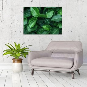 Tablou pe sticlă - Frunze verzi (70x50 cm)