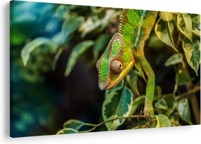 Tablou cu cameleon (90x60 cm)