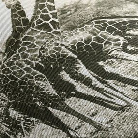 Tablou - Girafe, de epocă (70x50 cm)