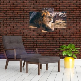 Tablou cu leul dormind (90x60 cm)