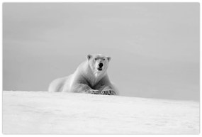 Tablou - Ursul polar (90x60 cm)
