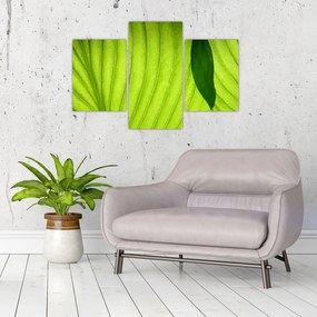 Tablou - Detaliu de frunză verde (90x60 cm)