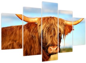 Tablou - Vacă scoțiană (150x105 cm)