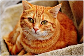 Tablou - Pisica tolenită (90x60 cm)