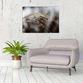 Tablou - Picături pe plantă (70x50 cm)