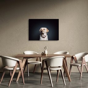 Tablou pe sticlă cu labrador (70x50 cm)