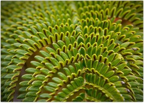 Tablou - Fern (70x50 cm)