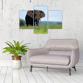 Tablou cu elefant (90x60 cm)