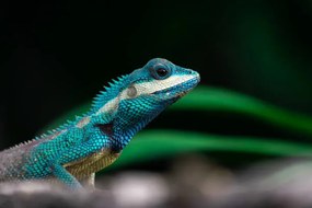 Fotografie Close-up shot of The blue-crested lizard., Suphameth Jaruthaninphong