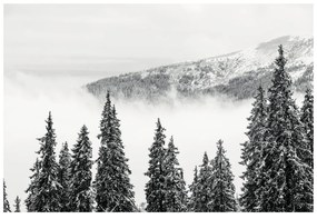 Fototapet pini înzăpeziți în alb-negru