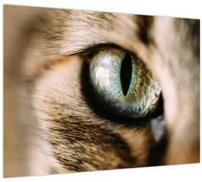 Tablou - Ochi de pisică (70x50 cm)