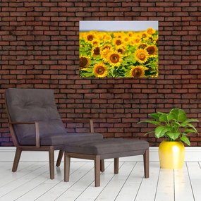 Tablou pe sticlă - Floarea-soarelui (70x50 cm)