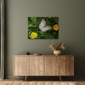Tablou - fluture alb (70x50 cm)