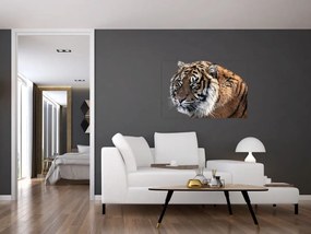 Tablou cu tigrul (90x60 cm)