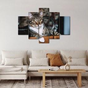 Tablou cu pisica (150x105 cm)