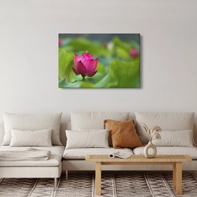 Tablou - floare de apă (90x60 cm)