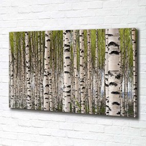 Print pe canvas Pădurea de mesteacăn