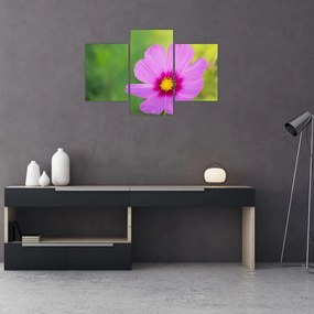 Tablou - floare de câmp (90x60 cm)