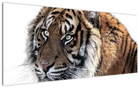 Tablou cu tigrul (120x50 cm)