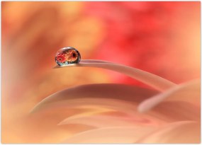 Tablou picăturii de rouă pe floare (70x50 cm)