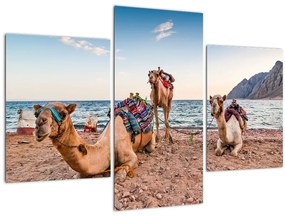 Tablou cu cămile (90x60 cm)