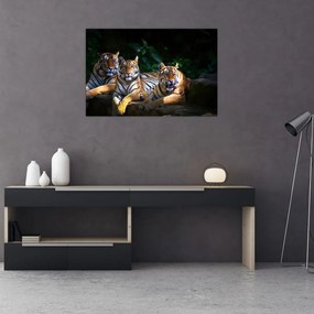 Tablou - Tigrii frați (90x60 cm)