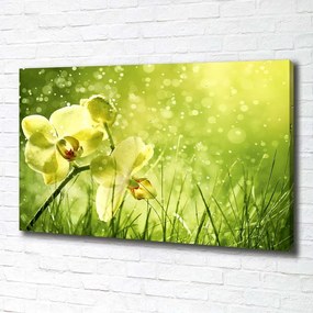 Tablou pe pânză canvas Orhidee