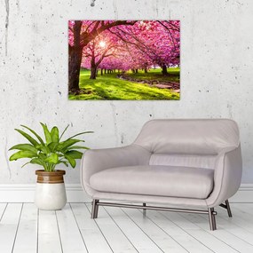 Tablou pe sticlă - Cireși înfloriți, Hurd Park, Dover, New Jersey (70x50 cm)