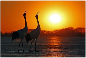Tablou cu păsări în apus de soare (90x60 cm)