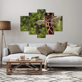 Tablou cu girafă din spate (150x105 cm)