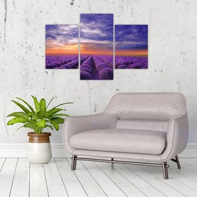 Tablou câmpului cu lavandă (90x60 cm)