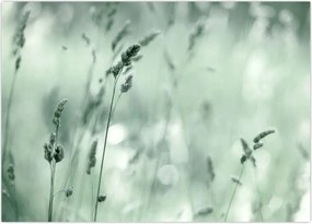 Tablou - Pajiște verde (70x50 cm)